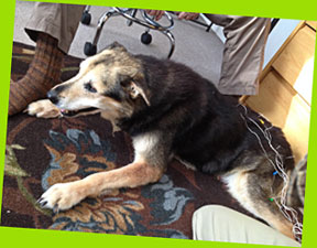 Acupuncture on a dog